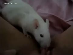White rat licks the vagina of girl
